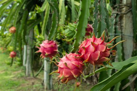 How to Get Pink Dragon Fruit: A Journey Through Myth and Market